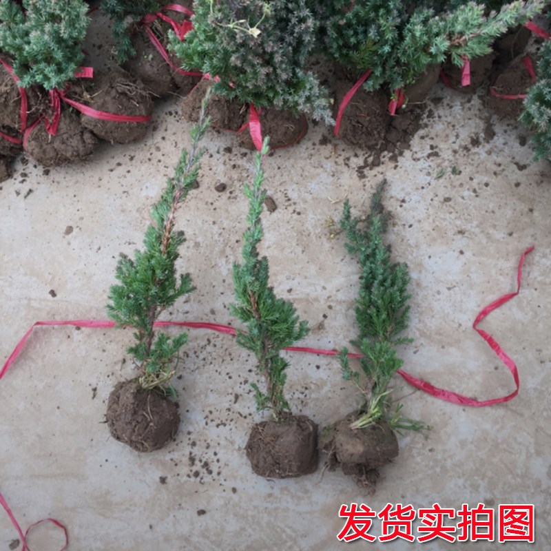 地柏苗柏树沙地柏铺地柏盆景造型素材苗四季常青庭院绿化耐寒松柏