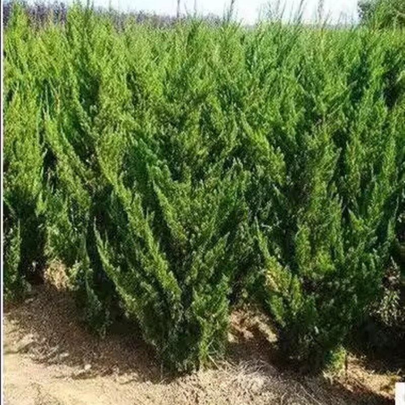 柏树苗四季常青松柏侧柏树苗扁柏圆柏洒金柏塔柏宝塔松龙柏绿化苗