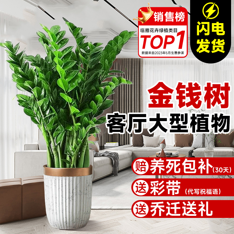 金钱树盆栽客厅大花盆办公室内旺宅大型绿植圆叶摇钱串子落地摆件