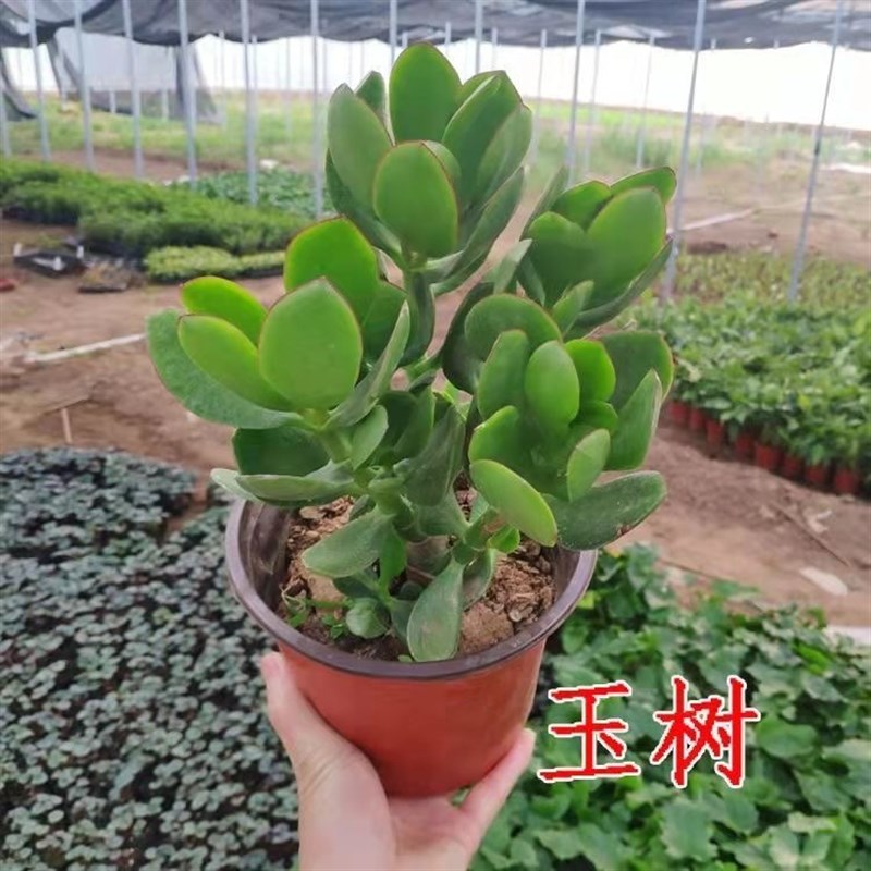 玉树盆栽多肉老桩四季常青植物室内办公室阳台耐旱绿植花卉盆栽