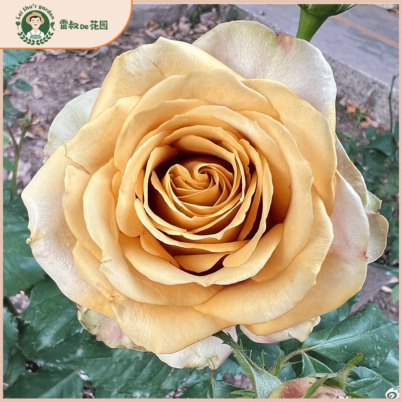雷叔的花园松之梦灌木切花月季花苗带盆栽好四季开花复古色系抗病