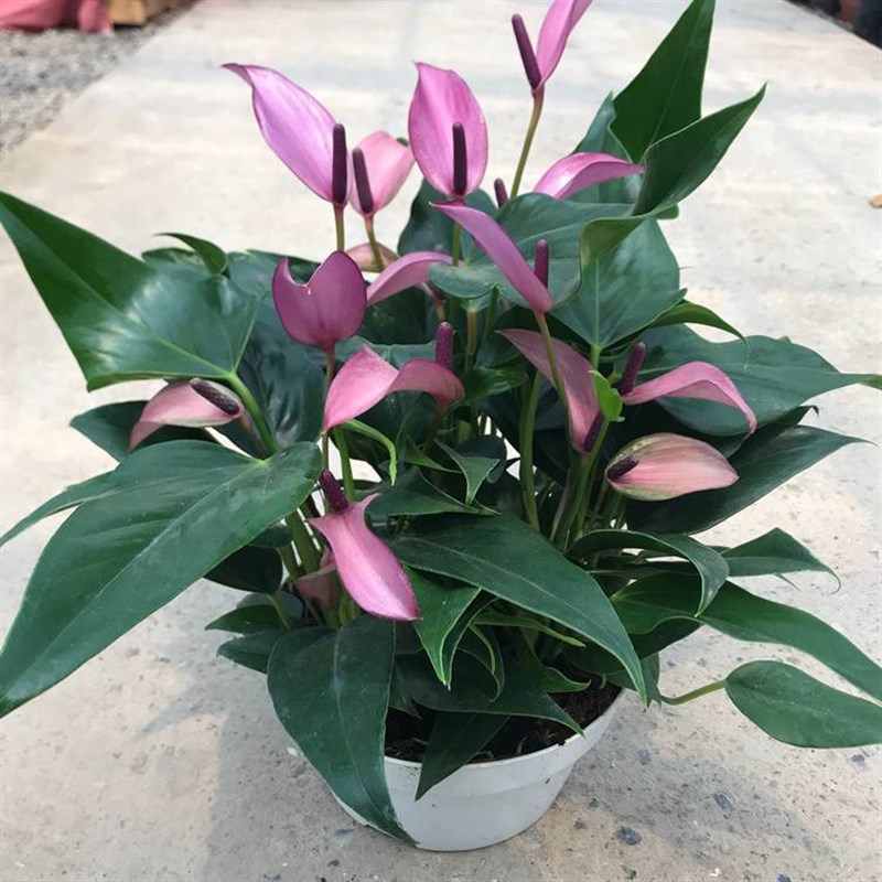 水培土培室内懒人盆栽桌面办公室齐祖红掌粉掌白掌紫掌带花发货