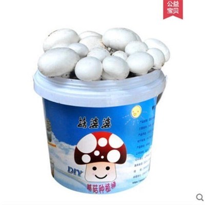 双孢菇菌种食用菌菇盆栽平菇金针菇香菇儿童室内外菌包蘑菇种植包