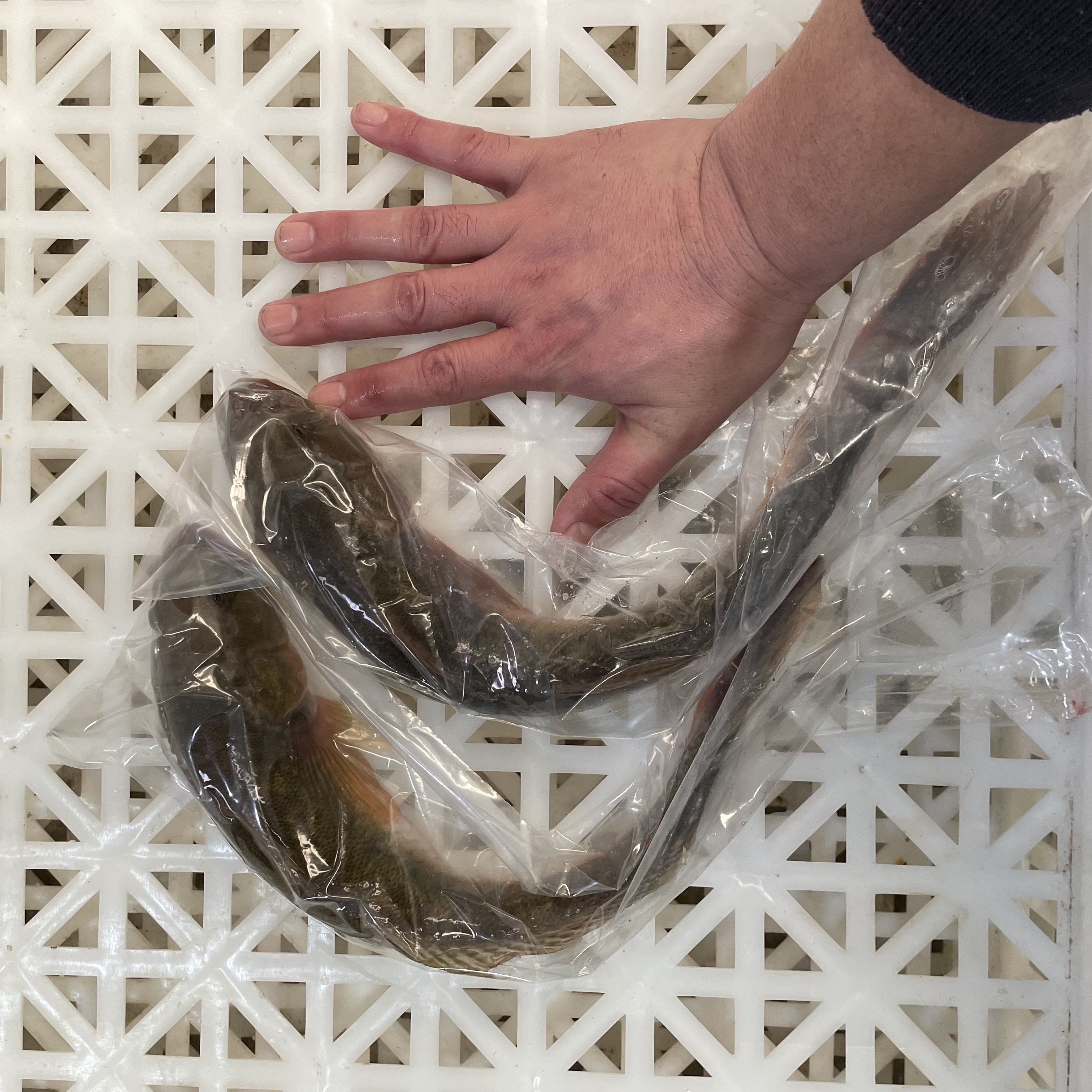 新鲜海捕沙光鱼2-3条大规格 鲜活速冻胖头鱼龙尾鱼连云港顺丰发货