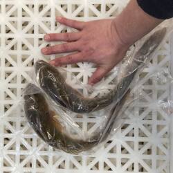 新鲜海捕沙光鱼2-3条大规格 鲜活速冻胖头鱼龙尾鱼连云港顺丰发货