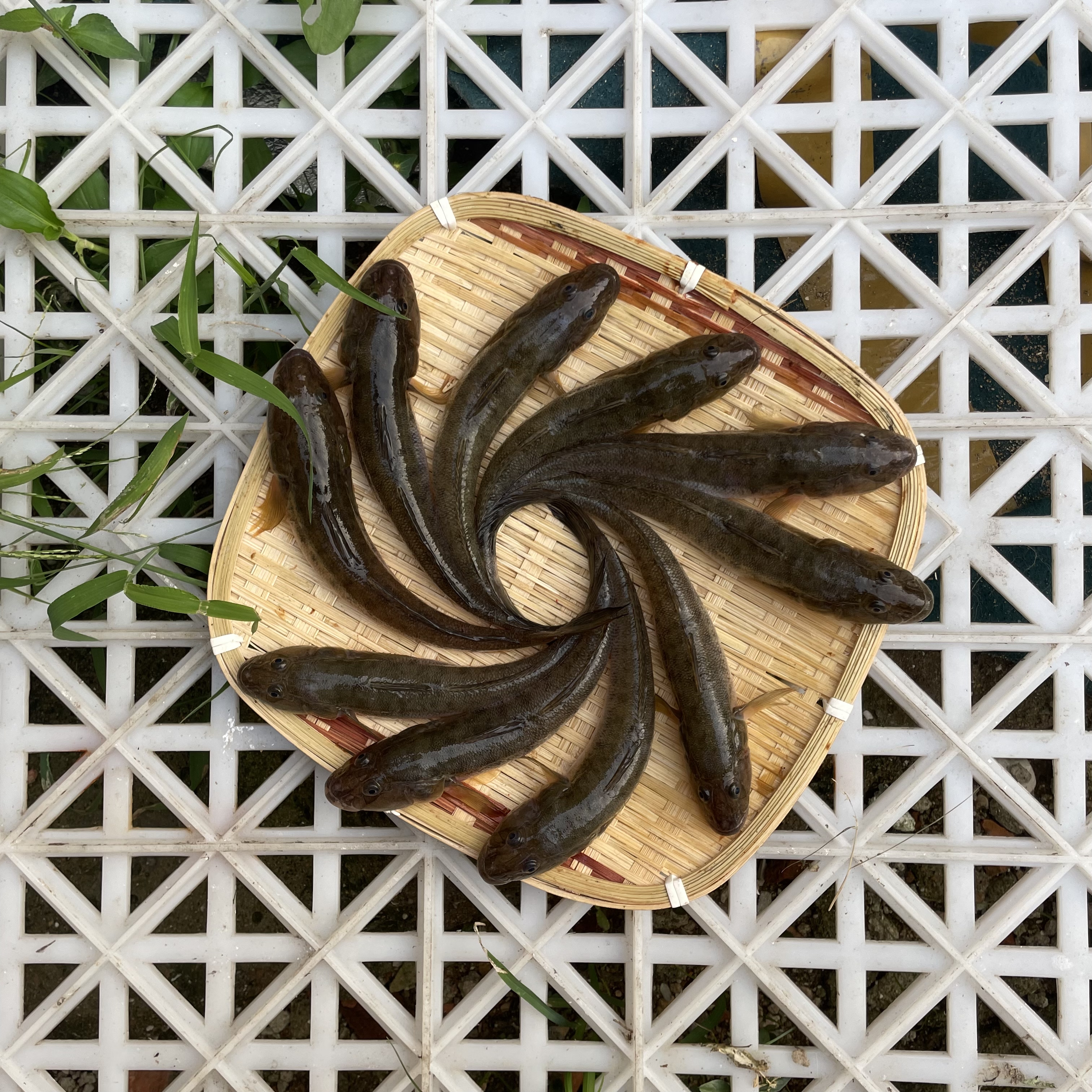 新鲜海捕沙光鱼顺丰包邮