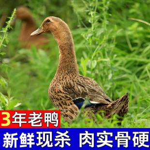 老鸭子土鸭生鲜鸭肉三年老鸭农家散养水麻鸭正宗现杀鸭子整只新鲜