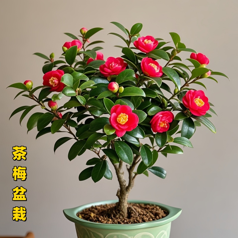 茶梅花苗球带苞四季常青耐