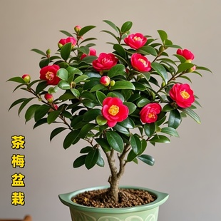 茶梅花苗茶梅球带花苞四季 常青耐寒花卉易养活阳台室外盆栽