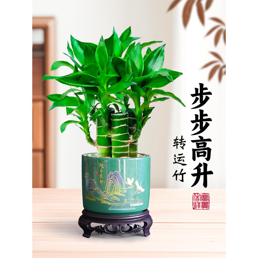 富贵竹小盆栽文昌办公室桌