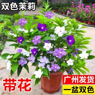双色茉莉花盆栽室内阳台鲜花卉绿植物好养耐热花卉鸳鸯茉莉花大苗