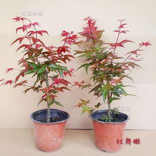 庭院植物红枫树苗盆栽花园阳台室内四季 耐寒绿植日本红舞姬鸡爪槭