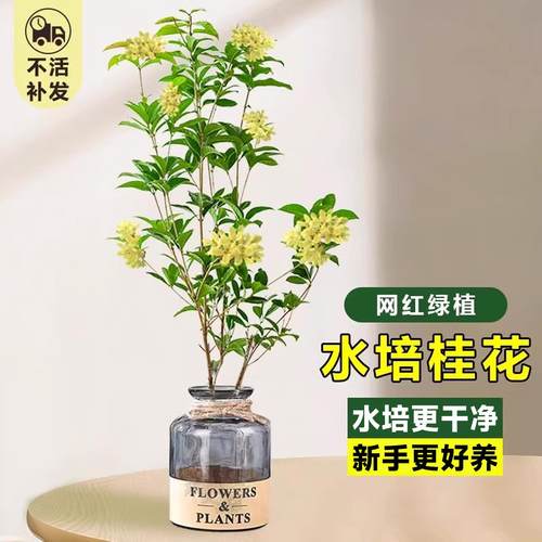 水培桂花盆栽树苗养植物四