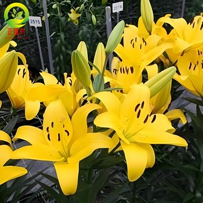四季百合种球黄天霸进口香