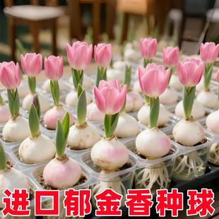 进口郁金香种球10颗水培花卉植物室内花种子盆栽花苗土培水养耐寒