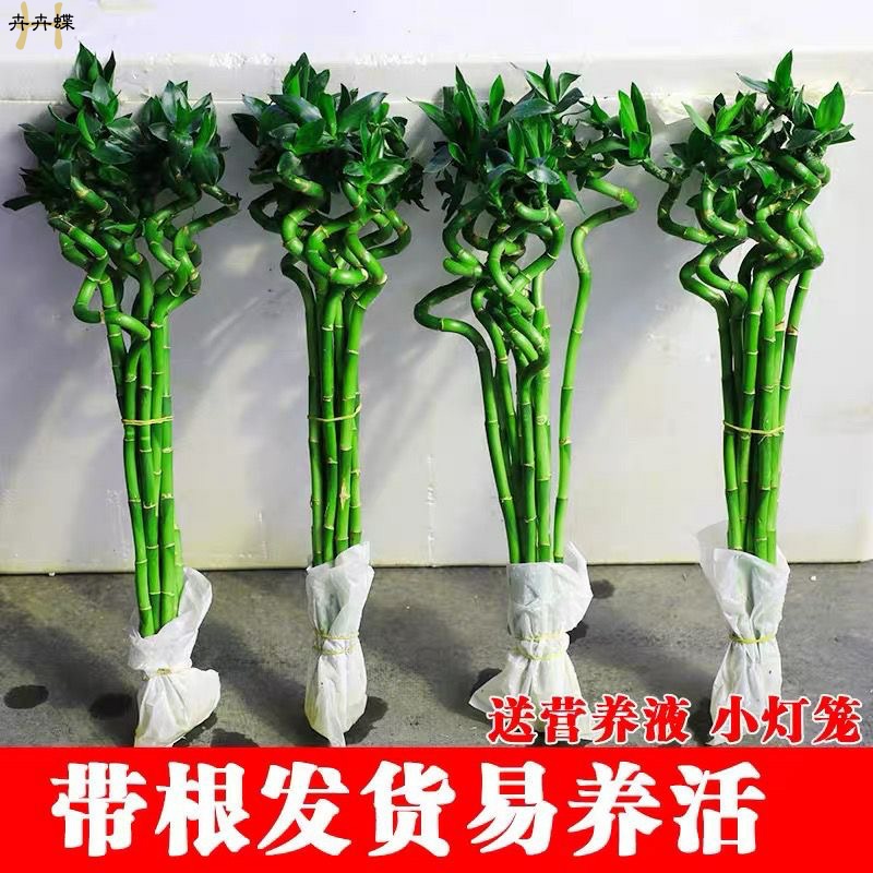 【转运竹】带根水培富贵植