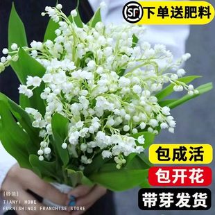 铃兰花苗带芽带根盆栽苗植物种球进口耐寒室内外花卉绿植铃兰种球