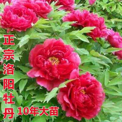 洛阳牡丹花苗重瓣大10年耐