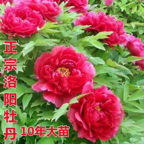 洛阳牡丹花苗重瓣大10年耐