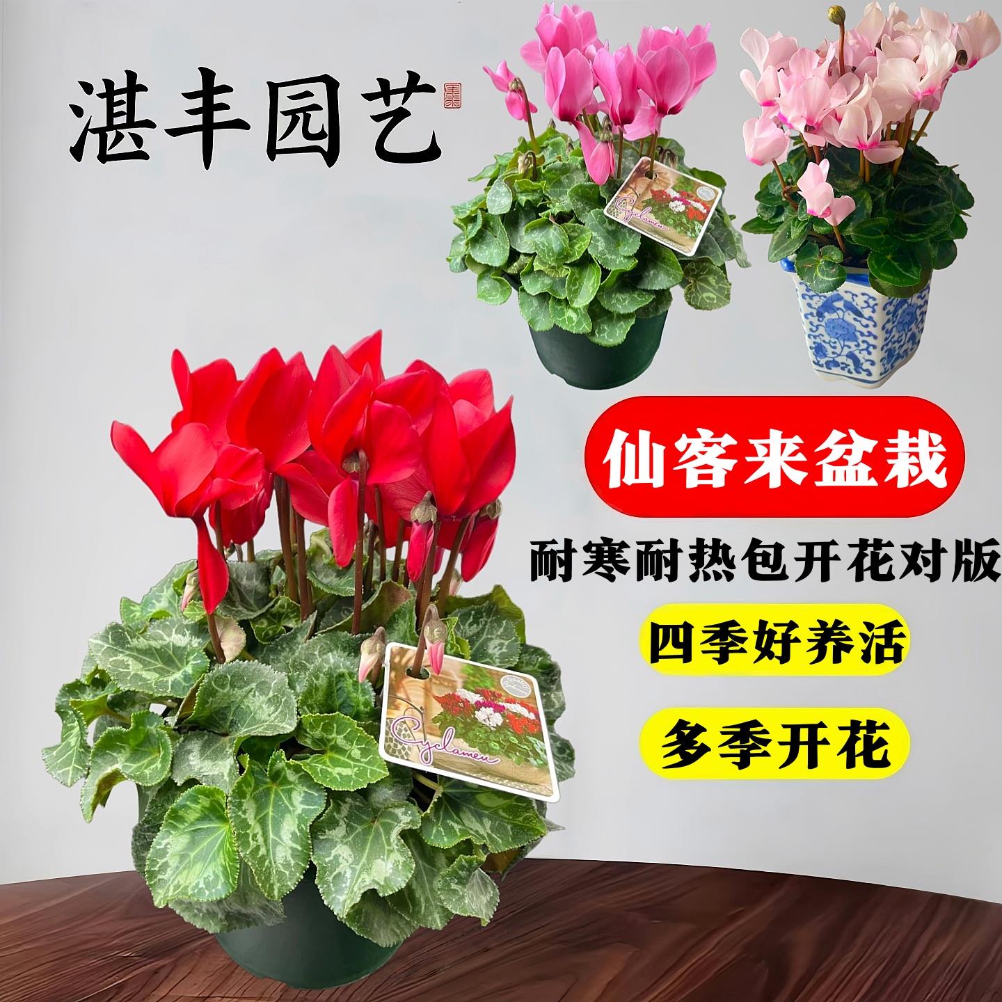 仙客来盆栽带花苞苗四季兔