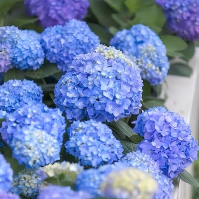 无尽夏绣球花苗盆栽三河千