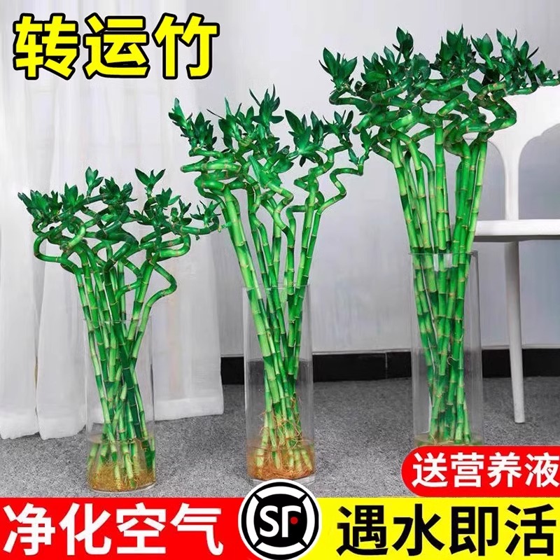 富贵竹水培植物弯转运带根