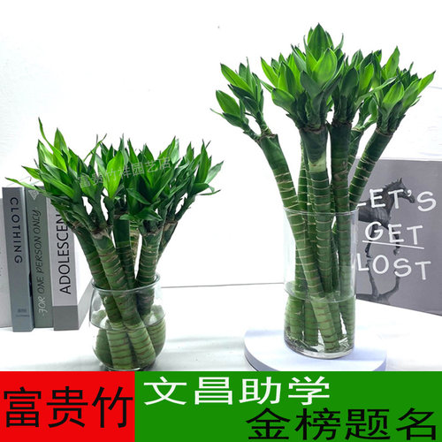 带根富贵竹水培易养四季常