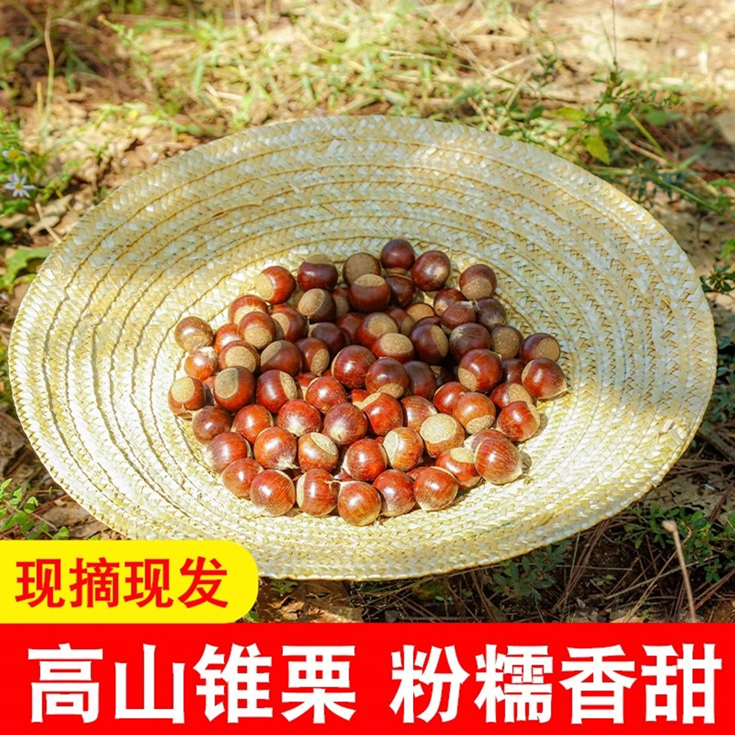 2026年福建油栗生栗毛栗子