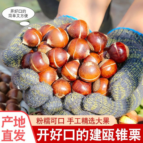 开好口的锥栗2025年新鲜板栗