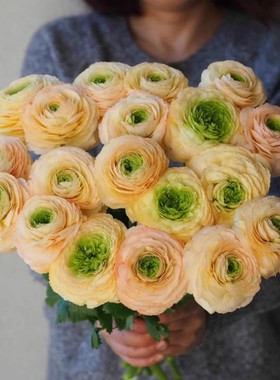 花毛茛种球 进口切花蝴蝶赛牡丹种子阳台盆栽宿根花卉植