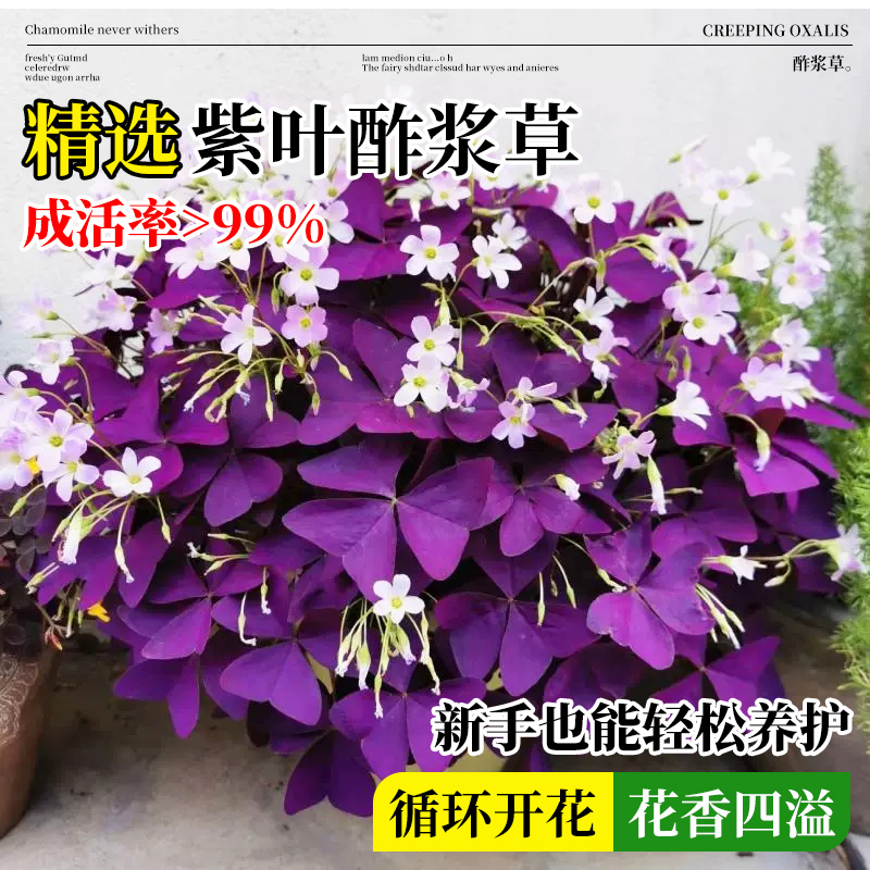 紫叶酢浆草种球幸运多年生