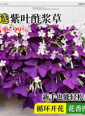 紫叶酢浆草种球幸运草多年生盆栽紫蝴蝶花卉紫色醡浆草炸酱草种子