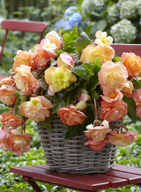 进口球根海棠种球种子夫妻海棠庭院室内外阳台盆栽地栽多年生重瓣