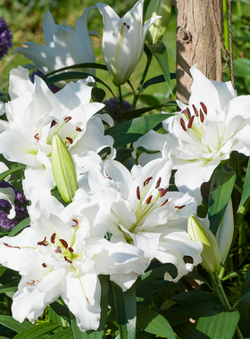 进口重瓣百合花种球东方香水铁炮LO LA OT等系列庭院地栽阳台盆栽