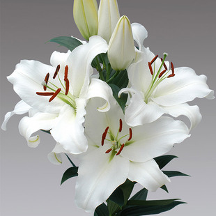 进口香水百合种球百合花种球带芽 东百西伯利亚 siberia