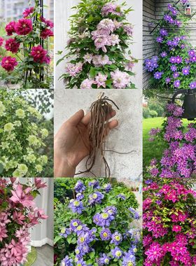 重瓣铁线莲种根花卉爬藤盆栽大花攀援植物耐寒庭院阳台藤本易开花