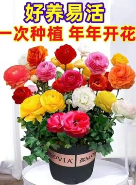 【带盆土栽好】芹叶牡丹重瓣花毛茛种根球洋牡丹花苗易养活花卉盆