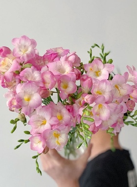 小苍兰种子香雪兰种球 姜花种球多年生球根花卉盆栽包开花对版