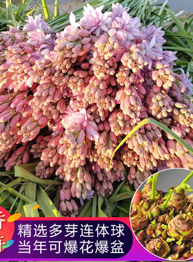 晚香玉种球浓香型夜来香特大花球根连体母球花苗庭院阳台花卉盆栽