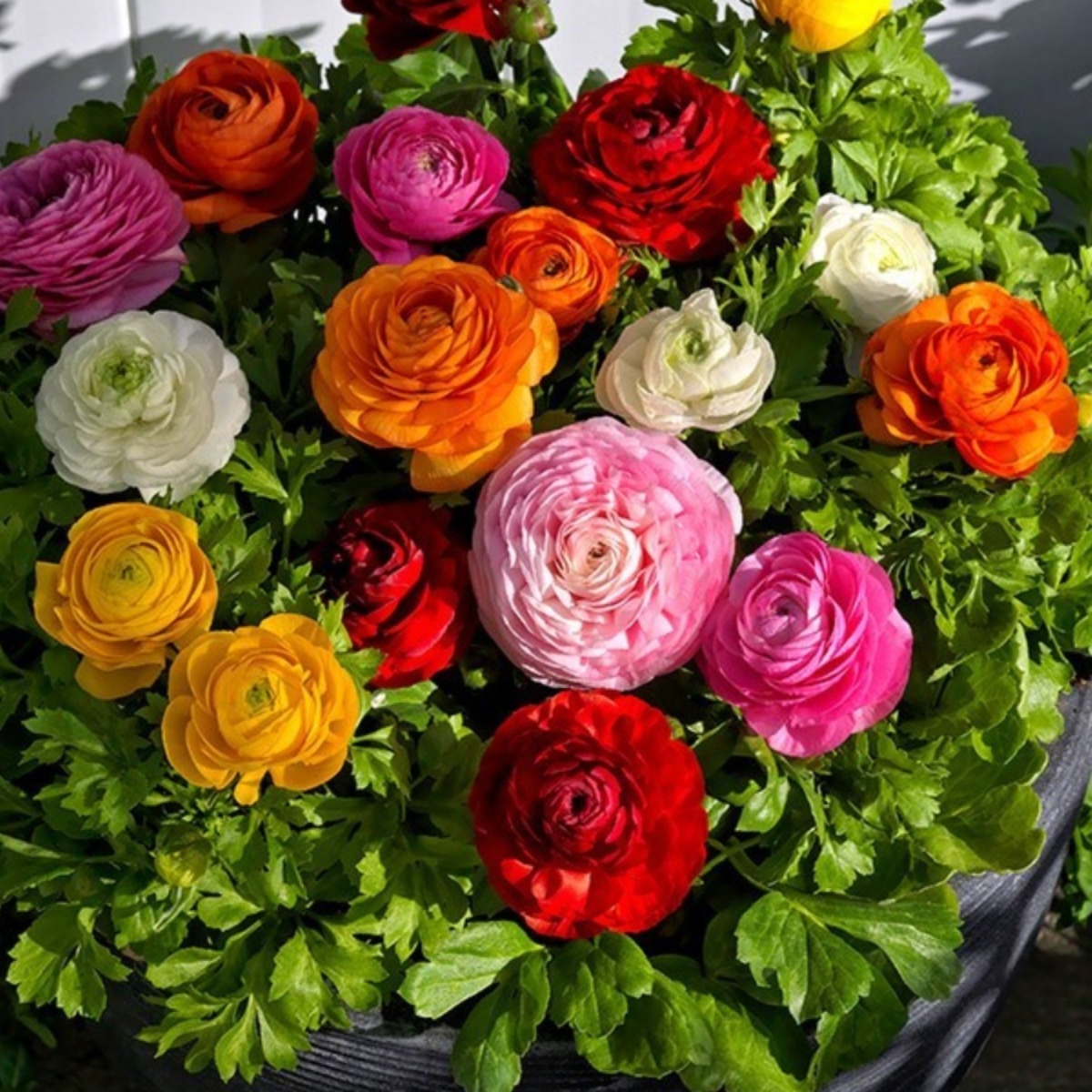 【10颗混色带芽发货】洋牡丹重瓣花毛茛种根小球芹叶牡丹花苗盆栽