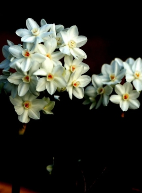 进口原生纸白洋水仙种球3球装多头耐寒复花性强有香味年宵花