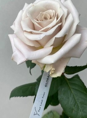 铃兰家  曼塔 超新品切花复古灰色调玫瑰花苗盆栽月季花卉强香