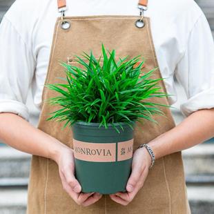 斑斓叶盆栽新鲜大苗香兰香料可食用植物室内阳台室外庭院好养绿植