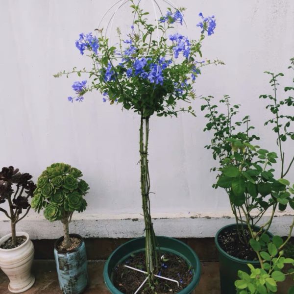 铁线莲爬藤架蓝雪花槿球木花盆棒棒糖支架铁艺包邮形植物阳台花架