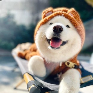 萨摩耶金毛老虎加绒网红保暖 狗狗老虎头新年套装 极速春秋b款 冬季