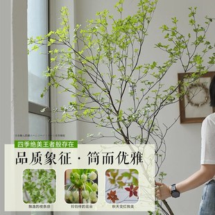 极速吊钟绿植进口无土纯水培植z物室内好养客厅马醉木鲜切树枝盆