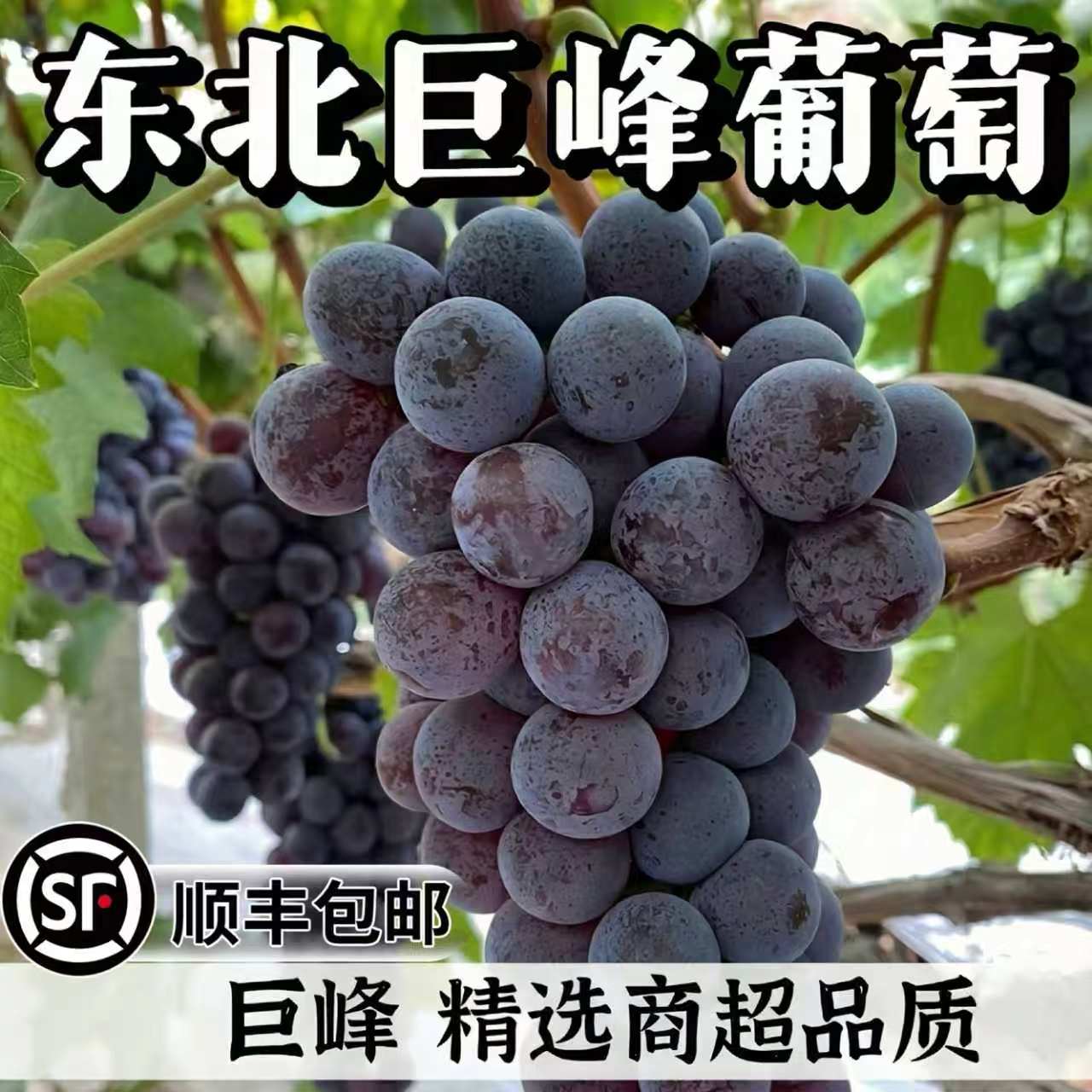 【京东/顺丰送货上门】当天采摘葡萄/提子