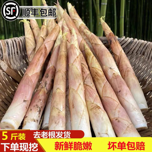 【顺丰包邮】新鲜现挖雷竹笋小竹笋自然野生带壳竹笋小雷笋春笋