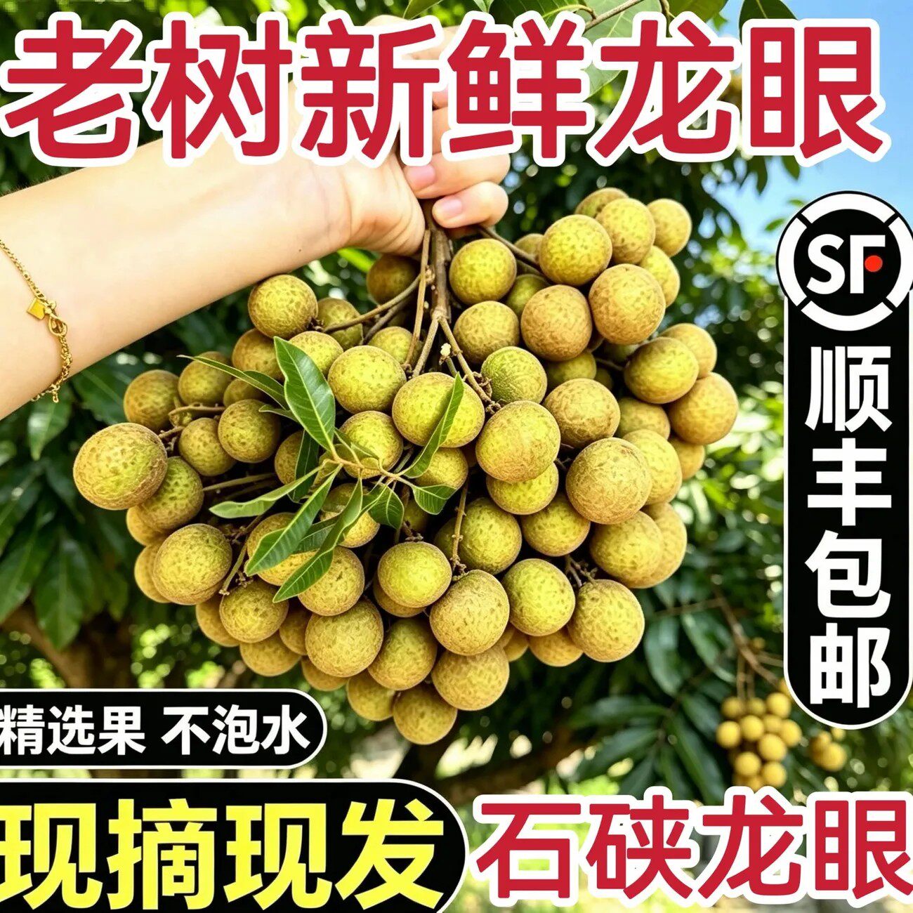 正宗广东茂名新鲜石硖储良龙眼当天采摘批发产地直发+顺丰包邮