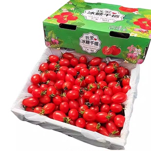 现货广东电白冰糖千禧新鲜冰糖小番茄水爆汁农家现摘产地直发